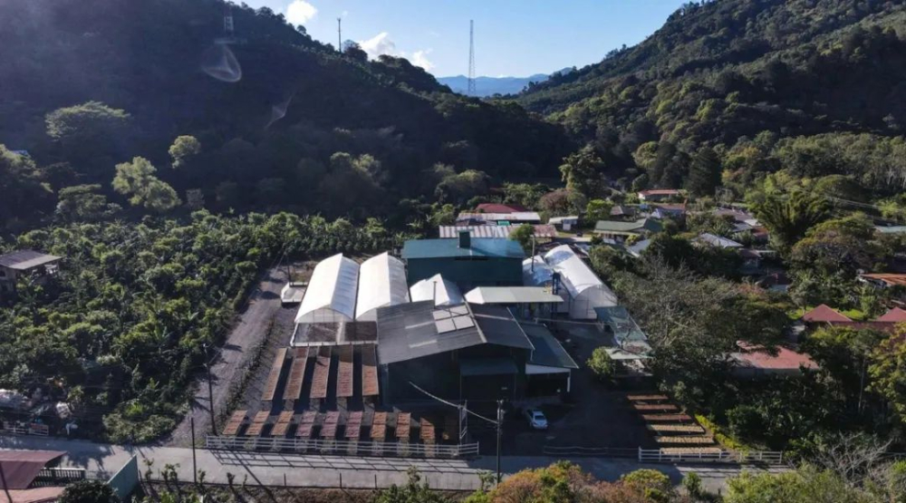 哥斯达黎加咖啡品种解析：Villa Sarchi、H1与Obata的种植特性与来源