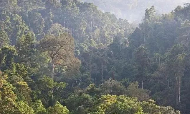 埃塞俄比亚咖啡豆为何大小参差?西达摩圣塔维尼74158品种解析 埃塞俄比亚咖啡豆为何大小参差?西达摩圣塔维尼74158品种解析