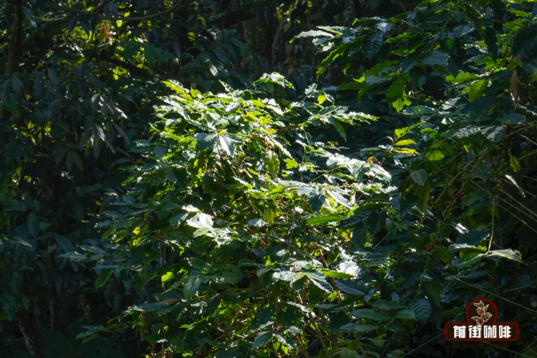 咖啡种植海拔如何塑造风味?高海拔豆品质更优的原理与理想海拔区间解析 咖啡种植海拔如何塑造风味?高海拔豆品质更优的原理与理想海拔区间解析