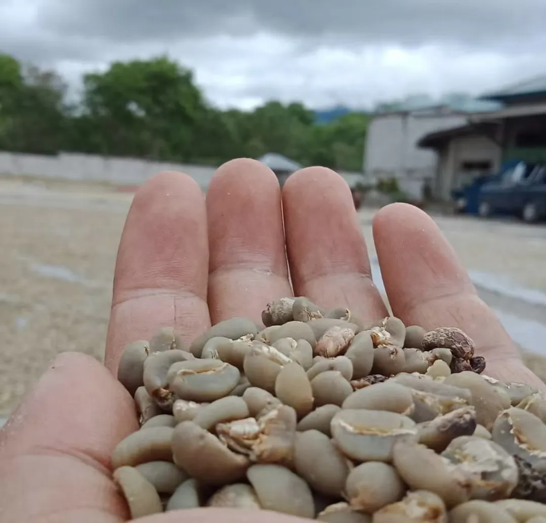 咖啡处理法全解析：日晒、水洗与厌氧发酵的风味差异及六大主流工艺