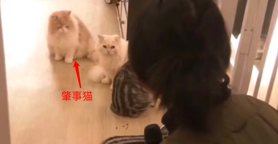 猫咖撸猫被咬伤索赔三千余元遭商家拒绝，责任归属引发争议