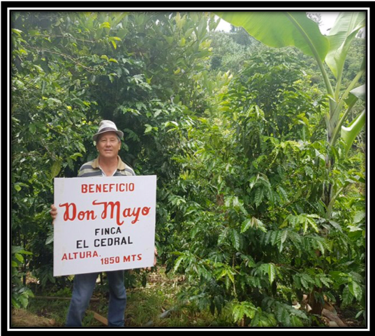 哥斯达黎加唐梅奥庄园瑰夏风味解析:从卓越杯冠军到蜜处理工艺的完整解读 哥斯达黎加唐梅奥庄园瑰夏风味解析:从卓越杯冠军到蜜处理工艺的完整解读