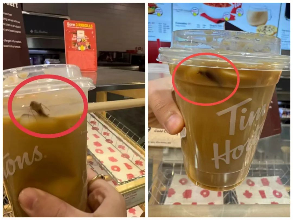 多伦多Tims冰拿铁杯中现蟑螂,员工称虫害难以杜绝引食品安全热议 多伦多Tims冰拿铁杯中现蟑螂,员工称虫害难以杜绝引食品安全热议