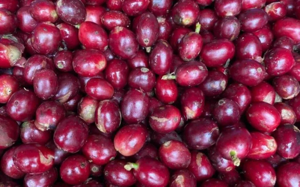 改良铁皮卡Typica Mejorado究竟是何品种?稀有咖啡豆种起源与风味全解析 改良铁皮卡Typica Mejorado究竟是何品种?稀有咖啡豆种起源与风味全解析