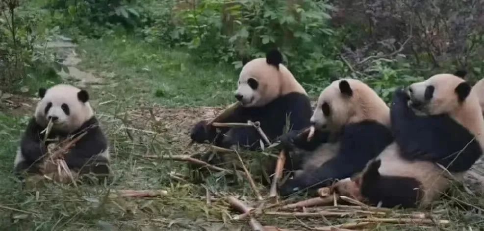 瑞幸联名成都文旅推出熊猫玩偶，花花公仔品控翻车引网友集体吐槽