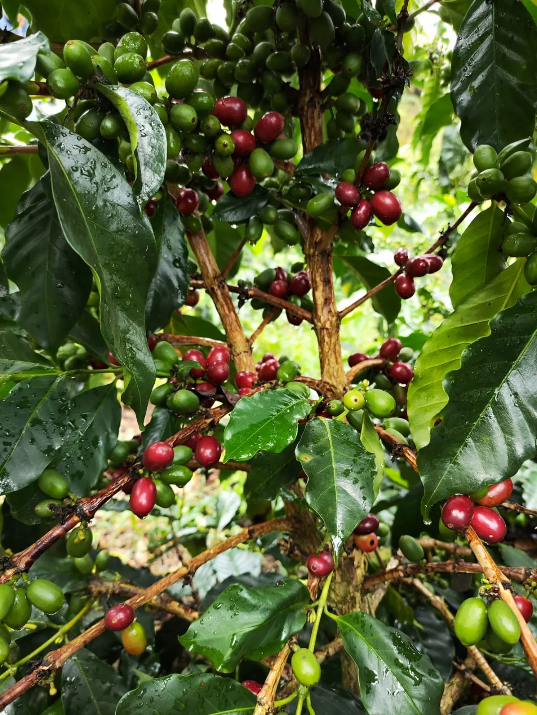 哥伦比亚大肚脐咖啡品种解析:分界线庄园Ombligon风味与手冲参数指南 哥伦比亚大肚脐咖啡品种解析:分界线庄园Ombligon风味与手冲参数指南