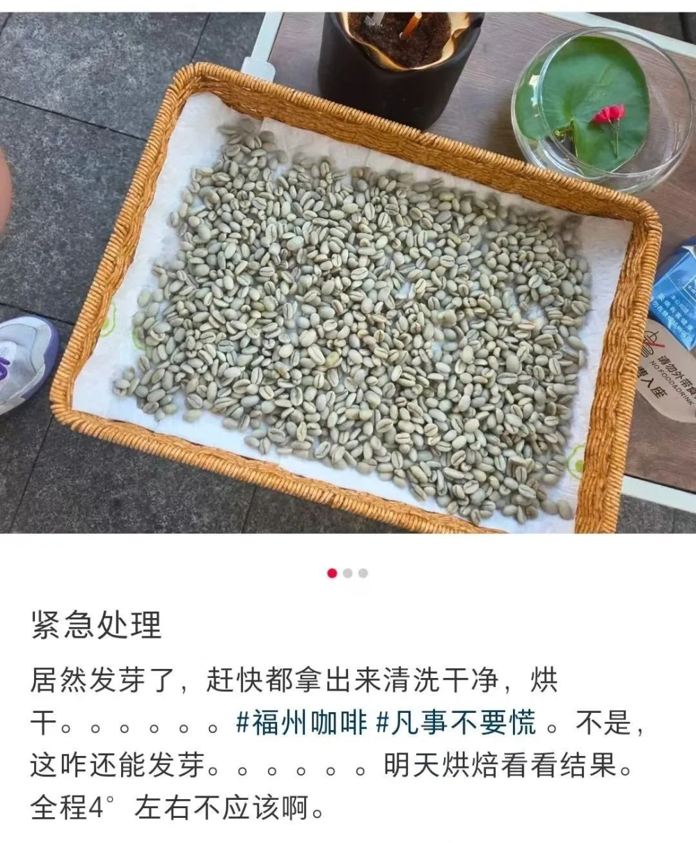 福州一咖啡店乳酸菌泡生豆意外催芽，发芽咖啡豆能否安全饮用引热议