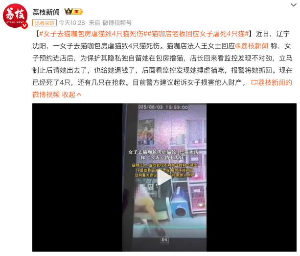 沈阳猫咖包房内顾客施暴致4只幼猫死亡，店主报警追责并宣布闭店整改