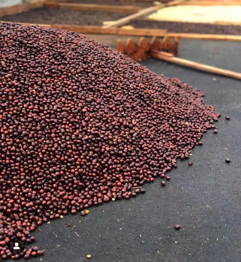 卡杜拉与卡杜艾咖啡品种解析:血缘关系、种植优势及风味表现对比 卡杜拉与卡杜艾咖啡品种解析:血缘关系、种植优势及风味表现对比
