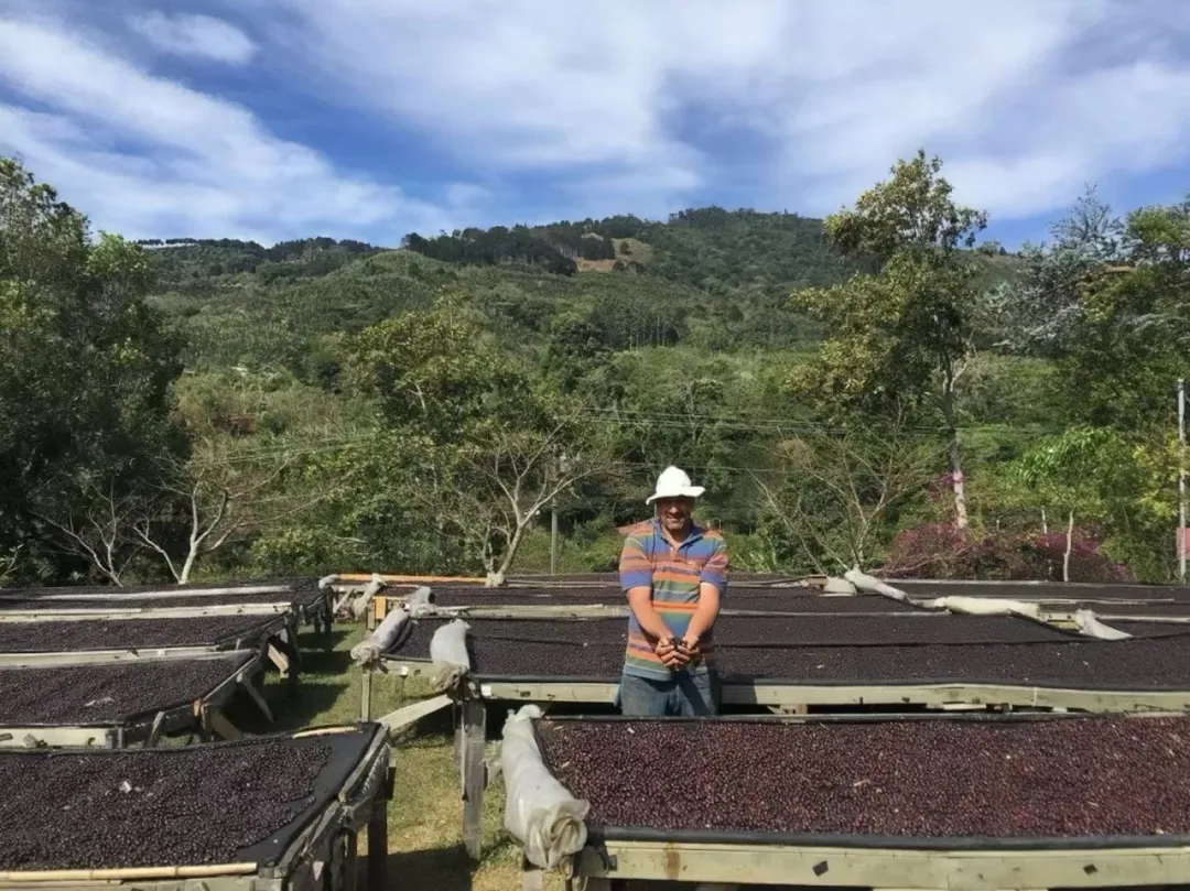 哥斯达黎加蜜处理咖啡有何独特之处？琵隆处理厂黑蜜卡杜拉风味与冲煮解析