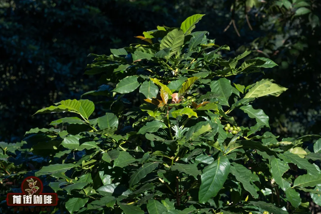 铁皮卡为何被视为阿拉比卡的原型？牙买加蓝山一号咖啡品种溯源