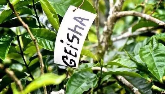 翡翠庄园瑰夏分级指南:红标、绿标与蓝标究竟差在哪里 翡翠庄园瑰夏分级指南:红标、绿标与蓝标究竟差在哪里