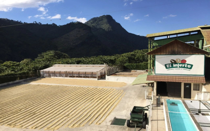 危地马拉咖啡风味解析：茵赫特庄园瑰夏与帕卡马拉品种全指南
