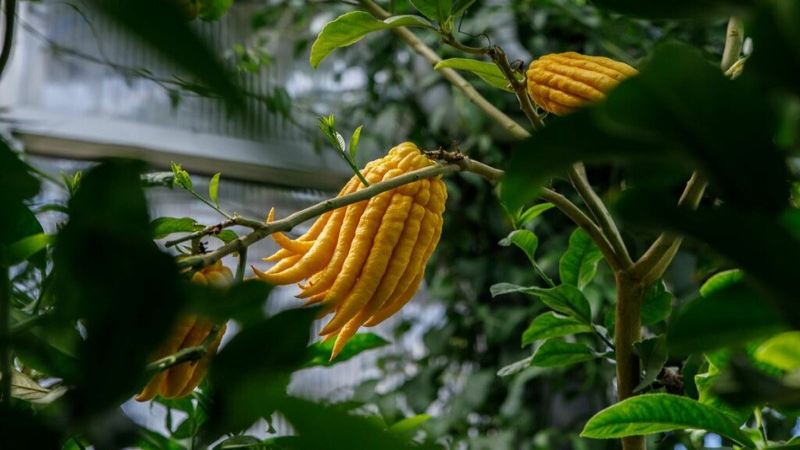 想喝满杯鲜活花果香美式？看懂烘焙日期与养豆期轻松挑到巅峰风味