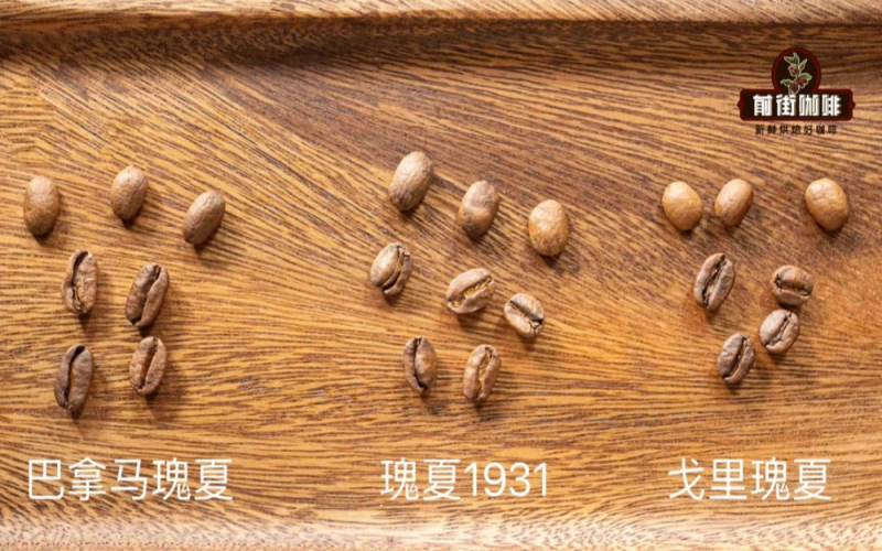 瑰夏咖啡入门推荐：品种特性、等级划分与高性价比选择解析