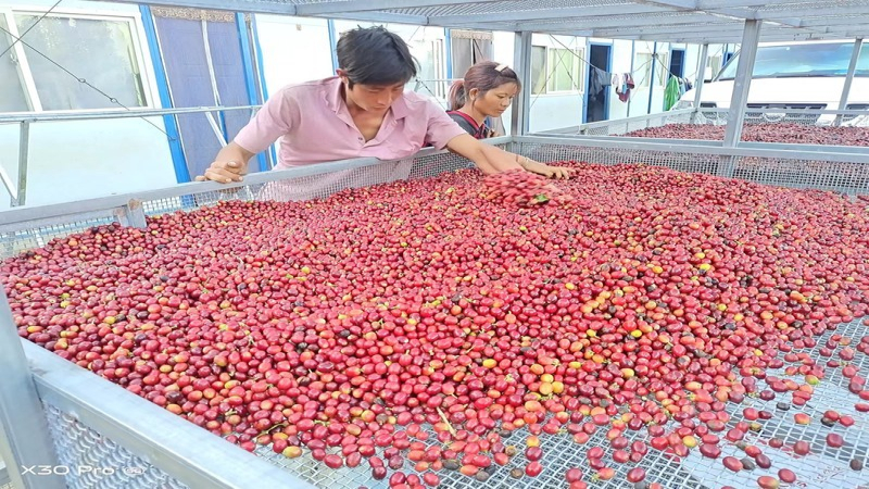 门店选豆时，中国云南咖啡的辨识度与稳定性该如何纳入菜单考量