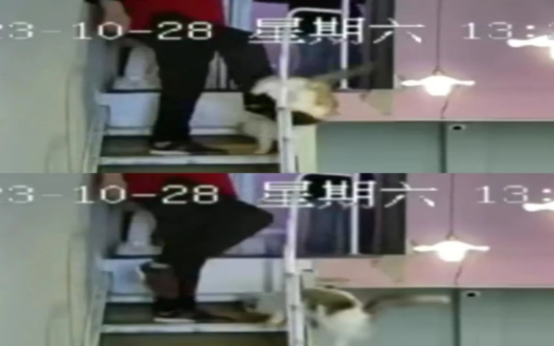 无锡猫咖内父亲踢猫下楼引热议，店主顾虑遭报复放弃追责