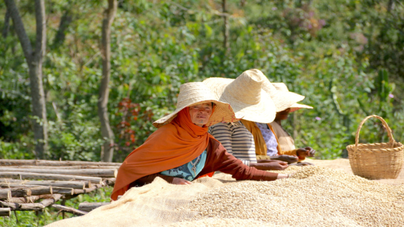 埃塞俄比亚古吉罕贝拉：从西达摩分离到花魁传奇的咖啡地理演变