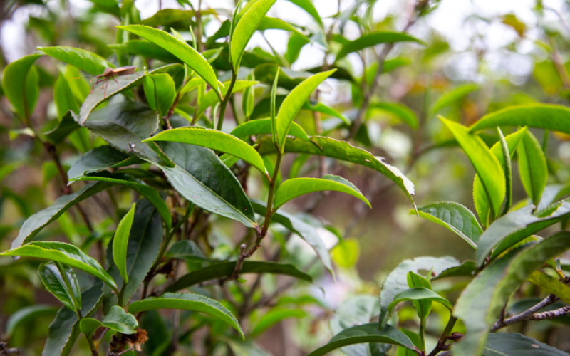 高山紫红茶产自何处？云南临沧紫茶的花青素含量与品种归属解析