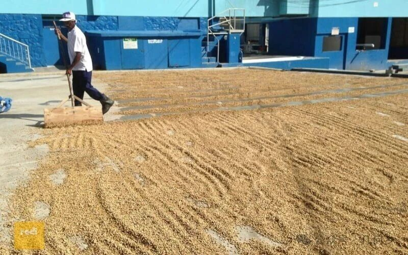牙买加蓝山咖啡选购全解析：市场行情、渠道对比与避坑要点