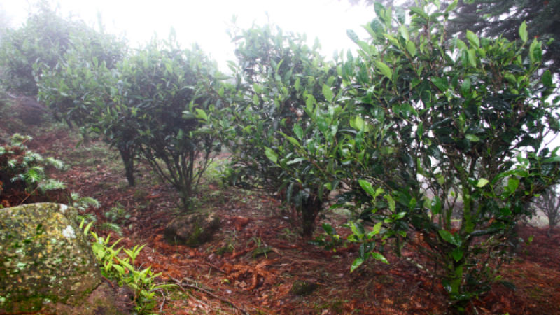玉兰香单枞乌龙茶完整制作流程解析：品种归属与工艺要点全览