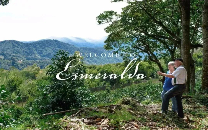 翡翠庄园瑰夏分级全解读：蓝标瑰夏1500为何停售？红绿黑标区别在哪？