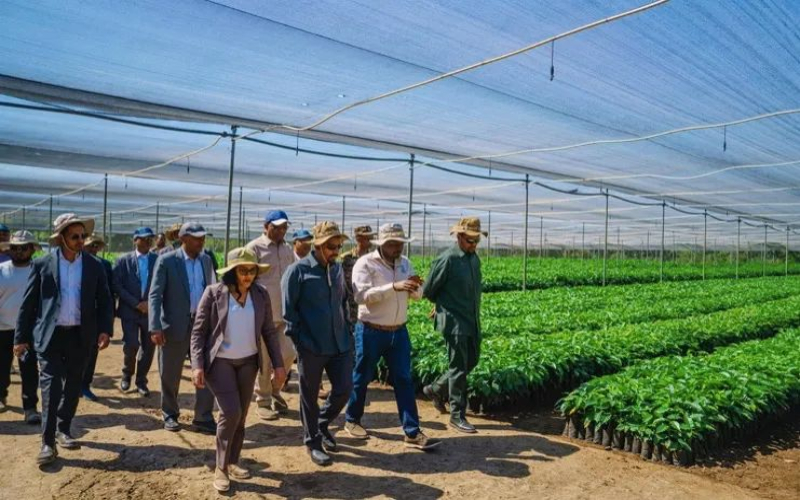 埃塞俄比亚新财年咖啡出口瞄准20亿美元，机遇与挑战并行