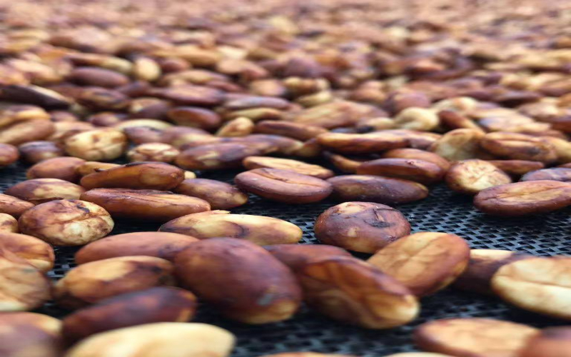 蜜处理咖啡豆全解析：从白蜜到黑蜜的果胶保留与风味差异
