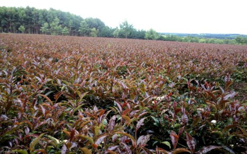 肯尼亚紫茶是什么茶？探秘茶汤呈紫色的天然品种及正宗购买渠道
