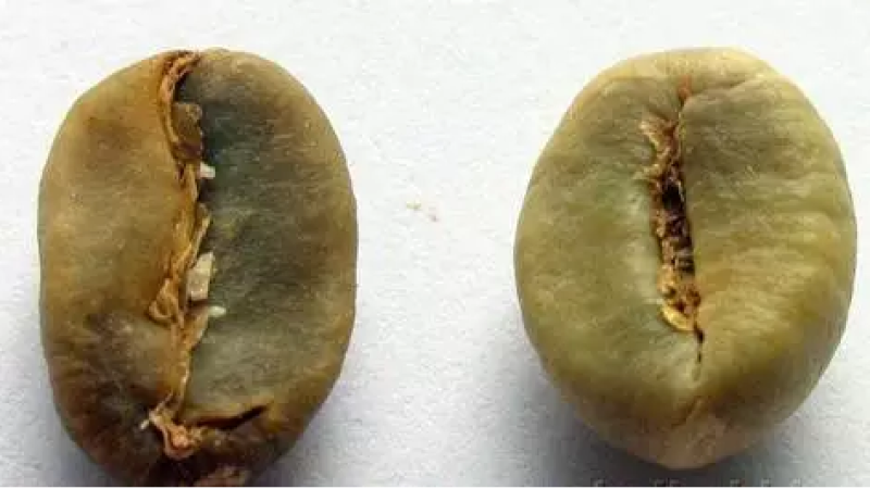 罗布斯塔豆与阿拉比卡豆怎么区分？从外观、风味到种植差异全面解析