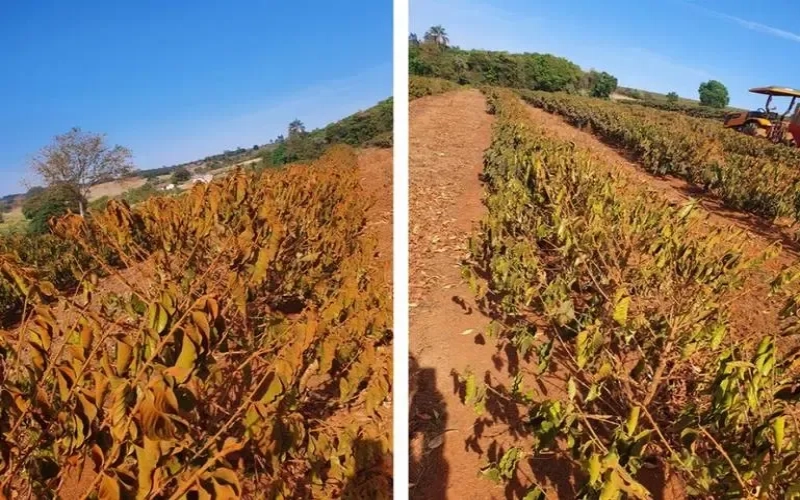 罗布斯塔期货逼近4000美元关口：越南干旱与巴西少雨持续施压供应