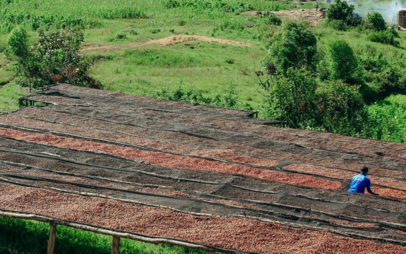 红樱桃计划如何改写埃塞俄比亚耶加雪菲的品质逻辑与风味格局