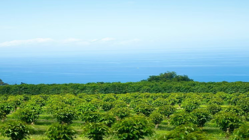低海拔也能产出顶级风味：夏威夷科纳咖啡豆产地、品种与冲煮全解析