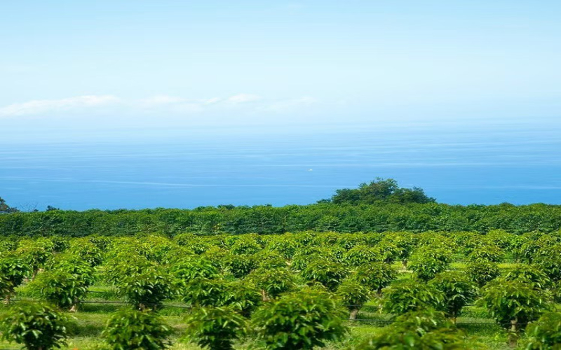 低海拔也能产出顶级风味：夏威夷科纳咖啡豆产地、品种与冲煮全解析