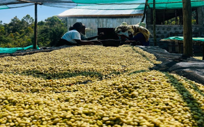 推荐几款适合做冷萃的咖啡豆：兼顾预算与饮用频率