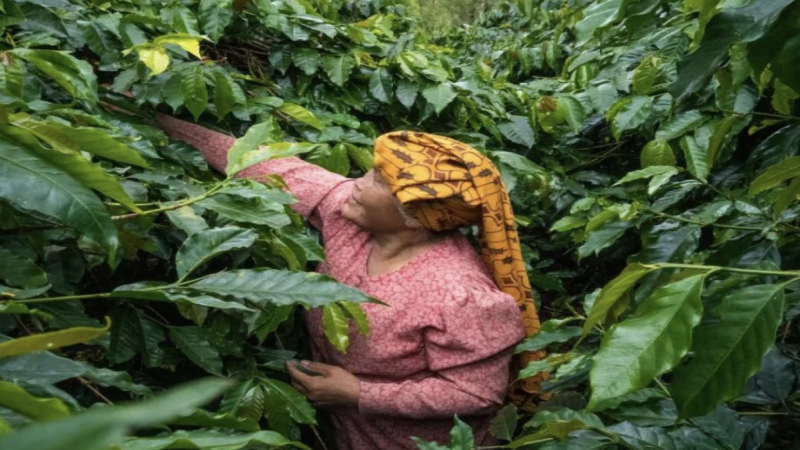曼特宁湿刨法全解析：起源故事与湿脱壳处理咖啡豆的风味特征