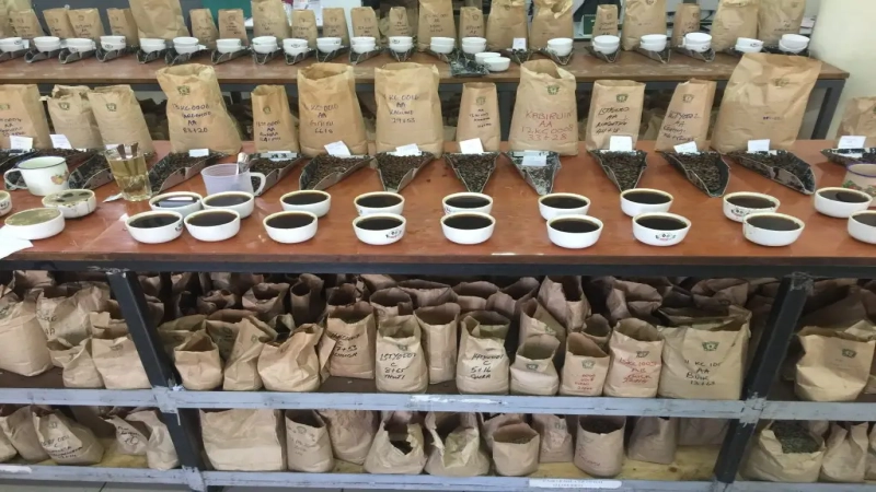 肯尼亚咖啡豆等级划分详解：AA TOP与AA级在杯测与风味上的实际差别