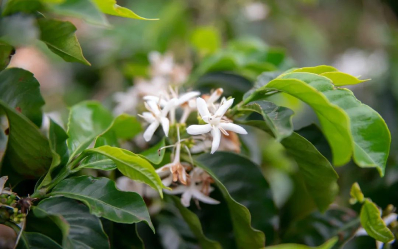 瑰夏咖啡的起源与传播：巴拿马翡翠庄园与埃塞俄比亚瑰夏村风味对比解析