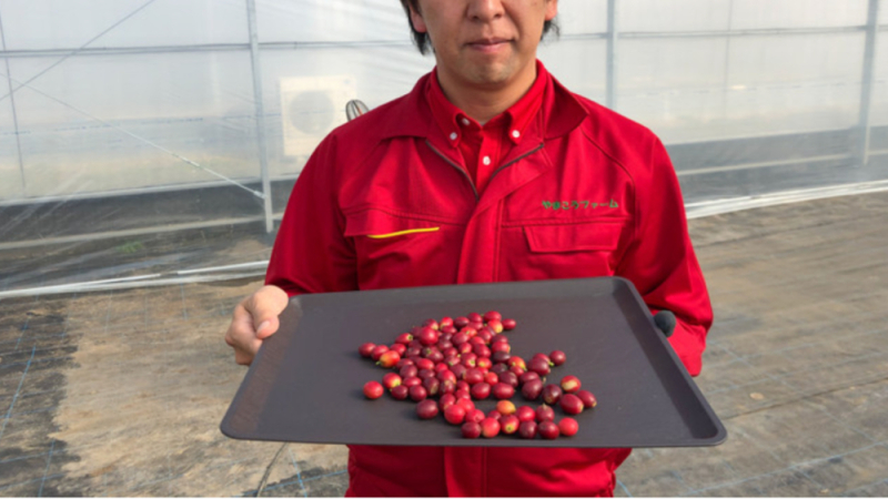日本本土咖啡豆首次实现量产预售，温室栽培成本高昂每公斤约1500元