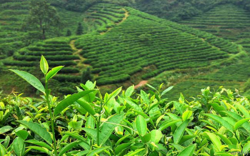 尼泊尔高山红茶正宗风味解析：口感特点、产区季节与品牌价格参考