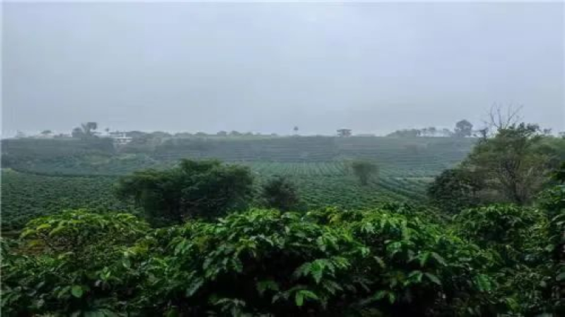 哥斯达黎加塔拉珠米拉苏庄园：草莓糖咖啡豆与葡萄干蜜处理全解析