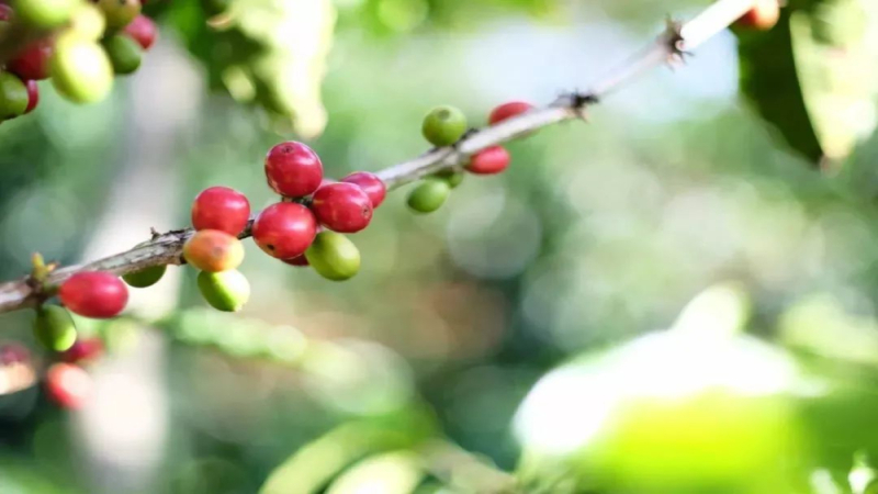 咖啡品种F1究竟指什么？解析杂交第一代的选育历程与代表豆种