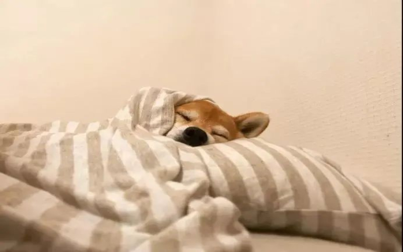 雀巢在东京开了一家睡眠咖啡馆，睡前先喝杯低因咖啡再小睡