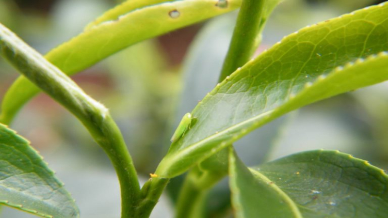 蜜香红茶为何自带蜜韵？从绿叶蝉叮咬到茶汤麝香葡萄风味的完整解析
