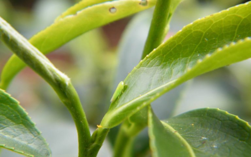 蜜香红茶为何自带蜜韵？从绿叶蝉叮咬到茶汤麝香葡萄风味的完整解析