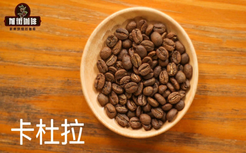 卡杜拉是阿拉比卡家族成员吗？品种起源、风味特征与冲煮要点全解析