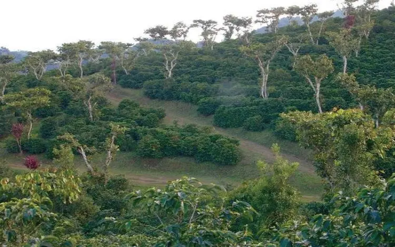 危地马拉安提瓜拉米妮塔庄园花神咖啡豆：产区风土与风味全解析