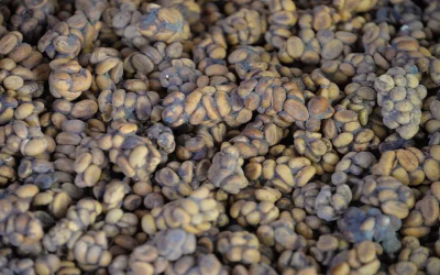 适合摩卡壶做拿铁的咖啡豆：兼顾预算与饮用频率