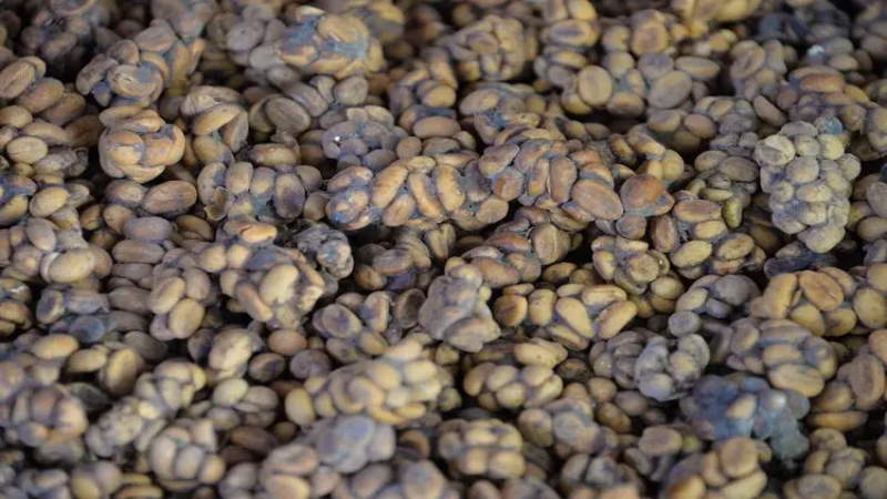 适合摩卡壶做拿铁的咖啡豆：兼顾预算与饮用频率