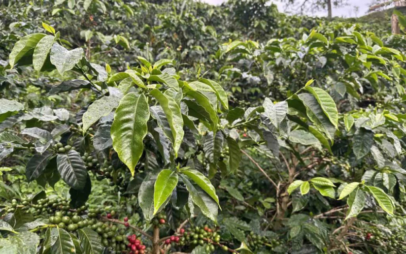 哥伦比亚大肚脐咖啡品种详解：分界线庄园Ombligon风味与产区全解析